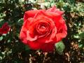 Rose Mr Lincoln2